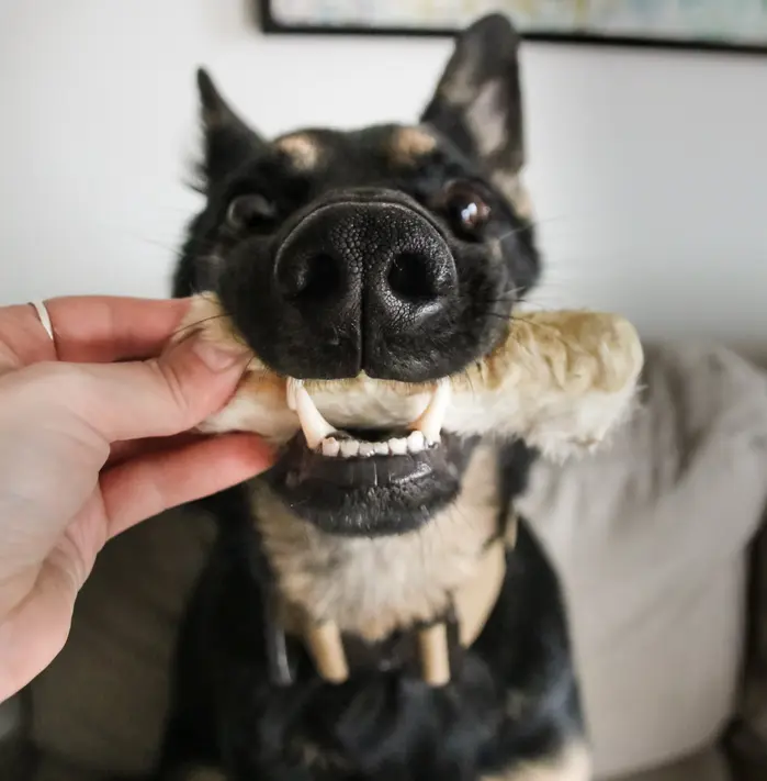 Annie ( anniebananiedog )