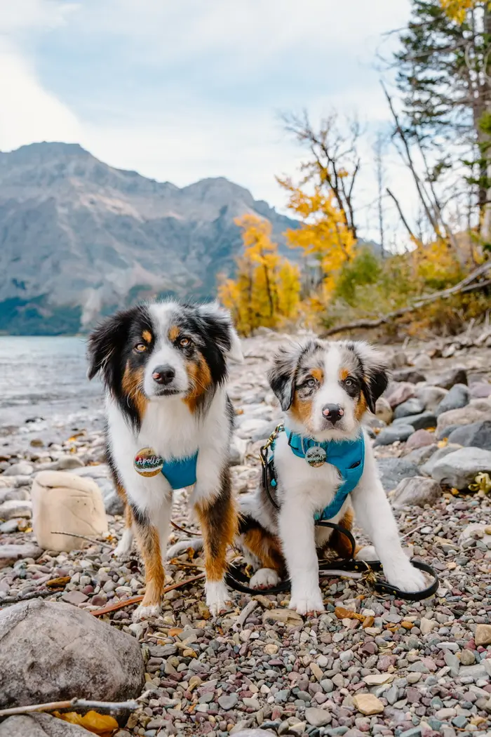 Kristen Wenzel ( apollothelilaussie )