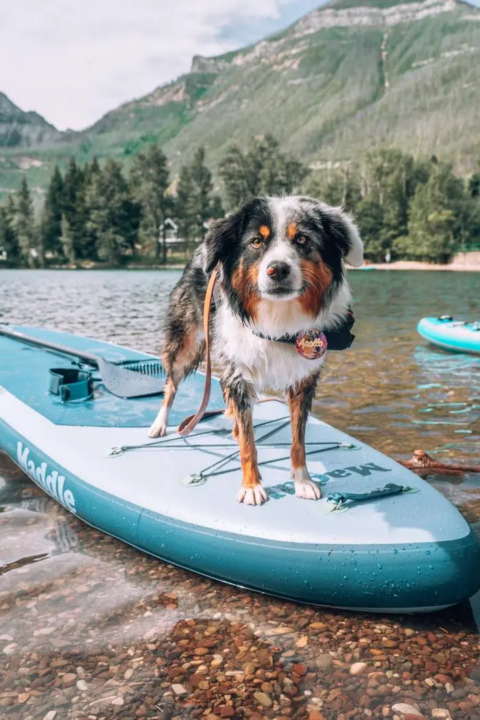 Kristen Wenzel ( apollothelilaussie )