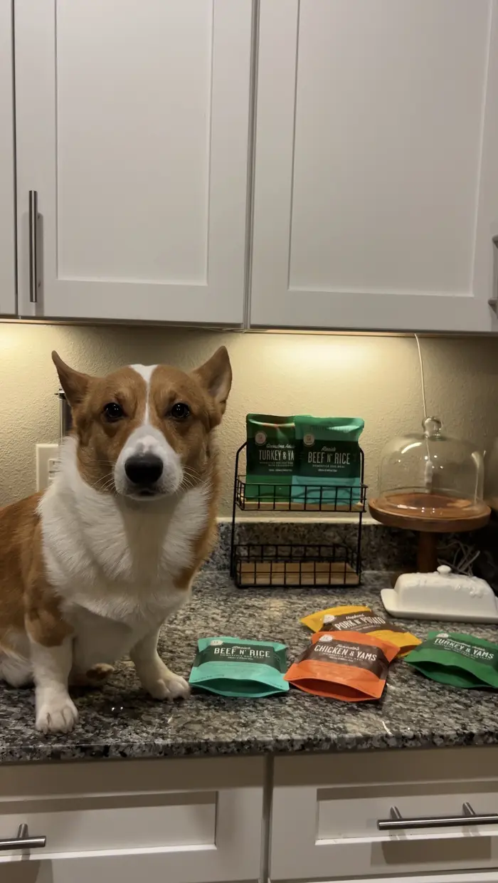 Bear The Corgi ( bearthecorgiatx )