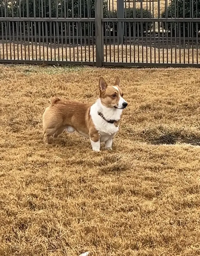 Bear The Corgi ( bearthecorgiatx )