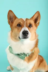 Bear The Corgi ( bearthecorgiatx )