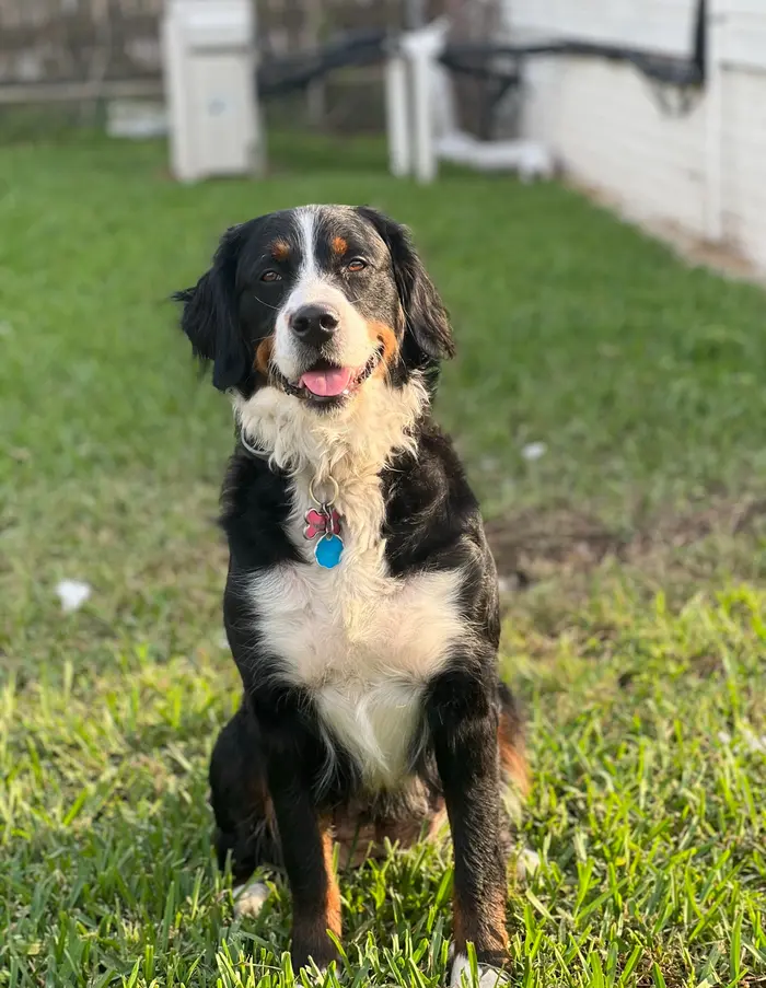 Casey ( bernedoodlesandbuddies )