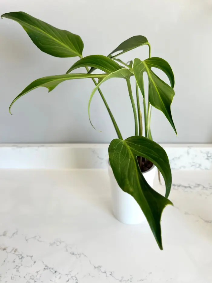 Catherine Cahoon ( botanicallyinsane )