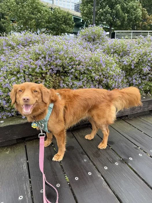 Caramel Toller ( caramelthetollernyc )