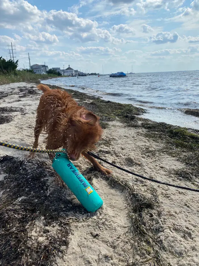 Caramel Toller ( caramelthetollernyc )