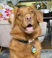 Caramel Toller ( caramelthetollernyc )