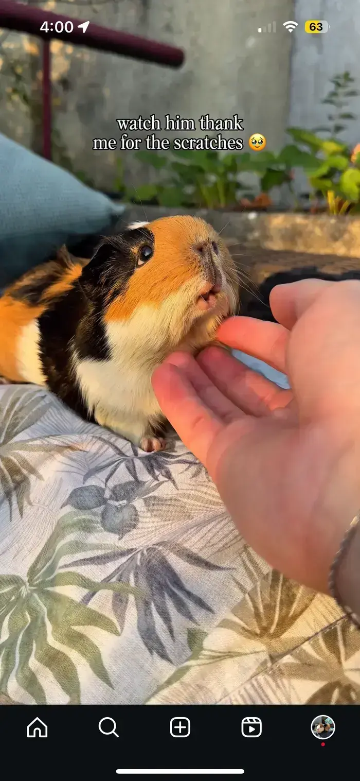 Jonah Stalder ( casadepiggys )