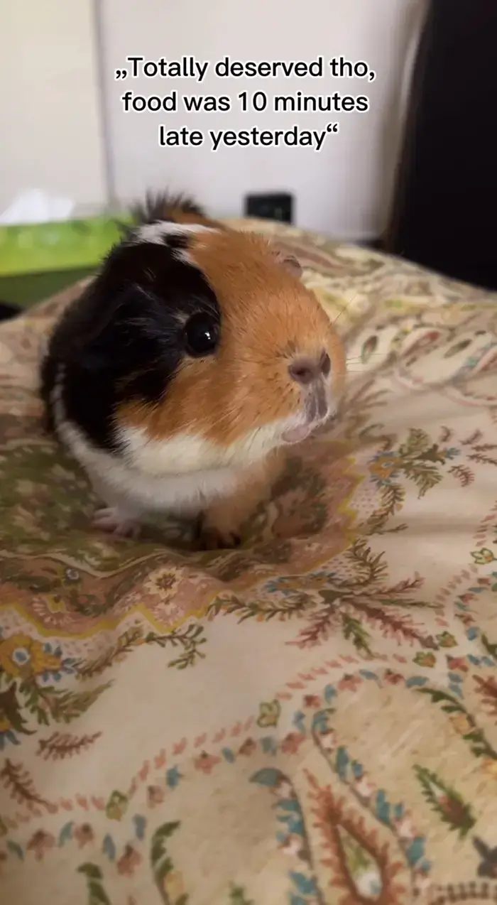 Jonah Stalder ( casadepiggys )