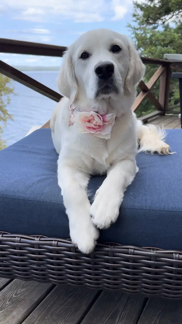 Cinderella ( cinderellathepuppy )