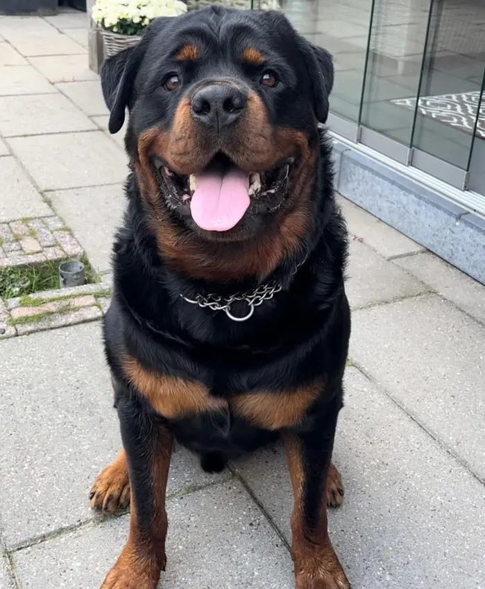Dyce Derottweiler ( dycederottweiler )