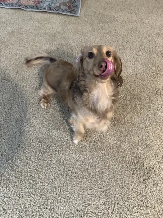 Ellie Ween ( ellieweens )