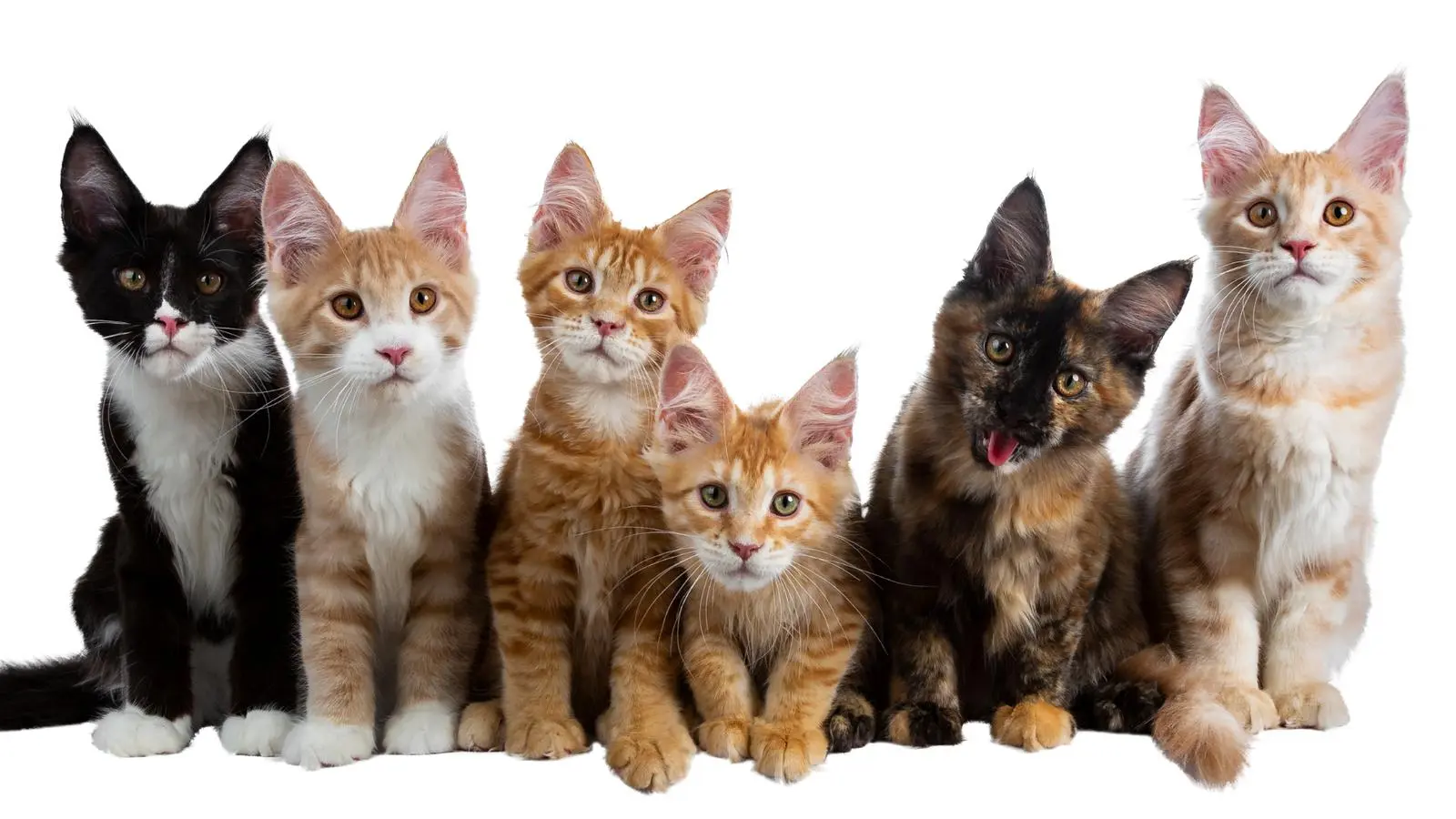 Facts About Cats ( factsaboutcats )