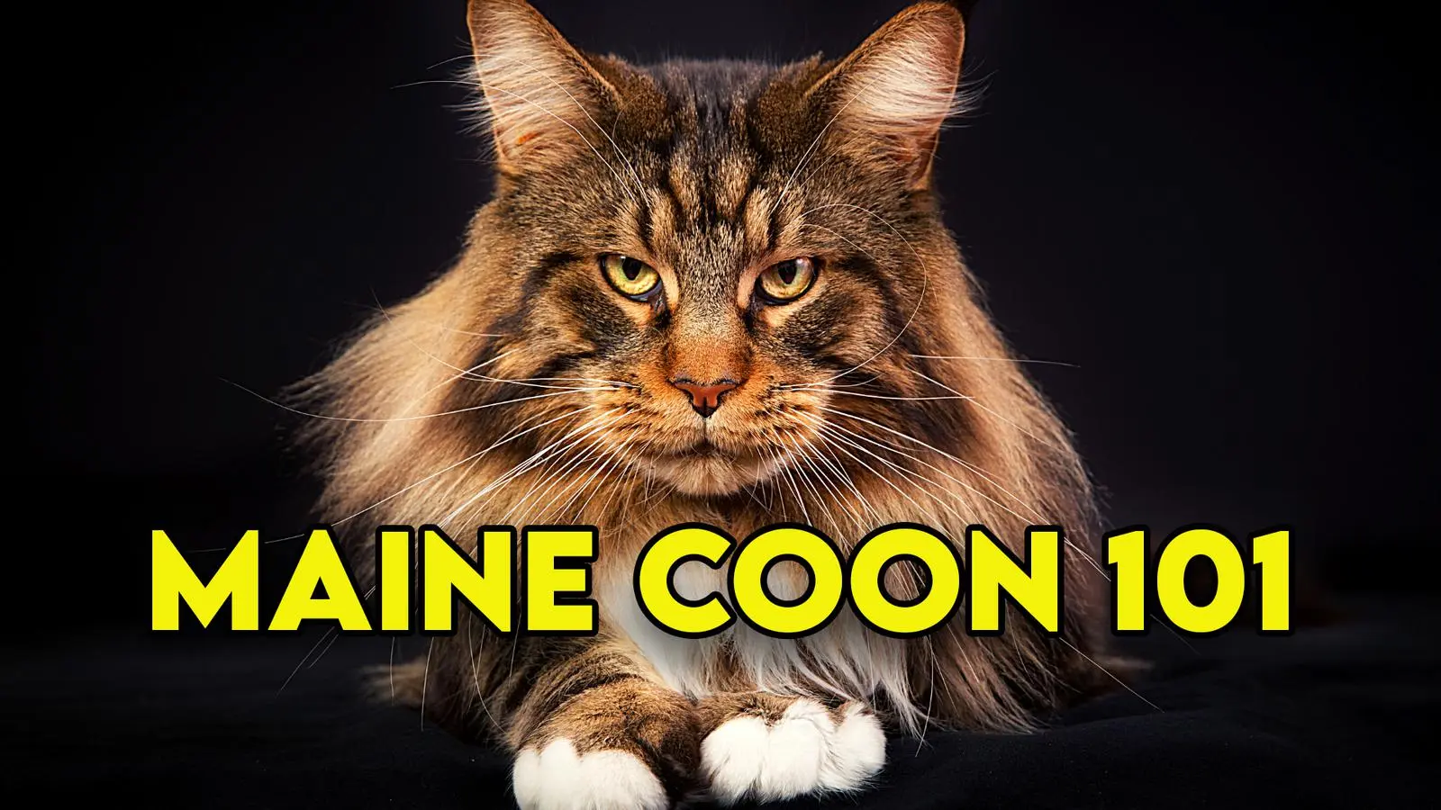 Facts About Cats ( factsaboutcats )