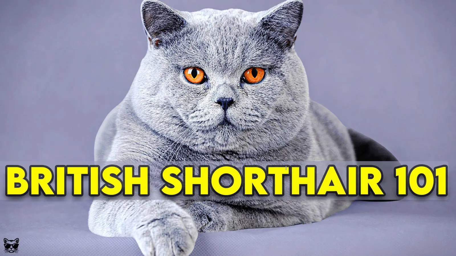 Facts About Cats ( factsaboutcats )