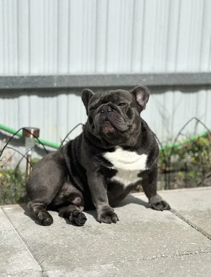 Isabella ( frenchieduo-lucasfiona )