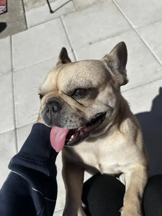 Isabella ( frenchieduo-lucasfiona )