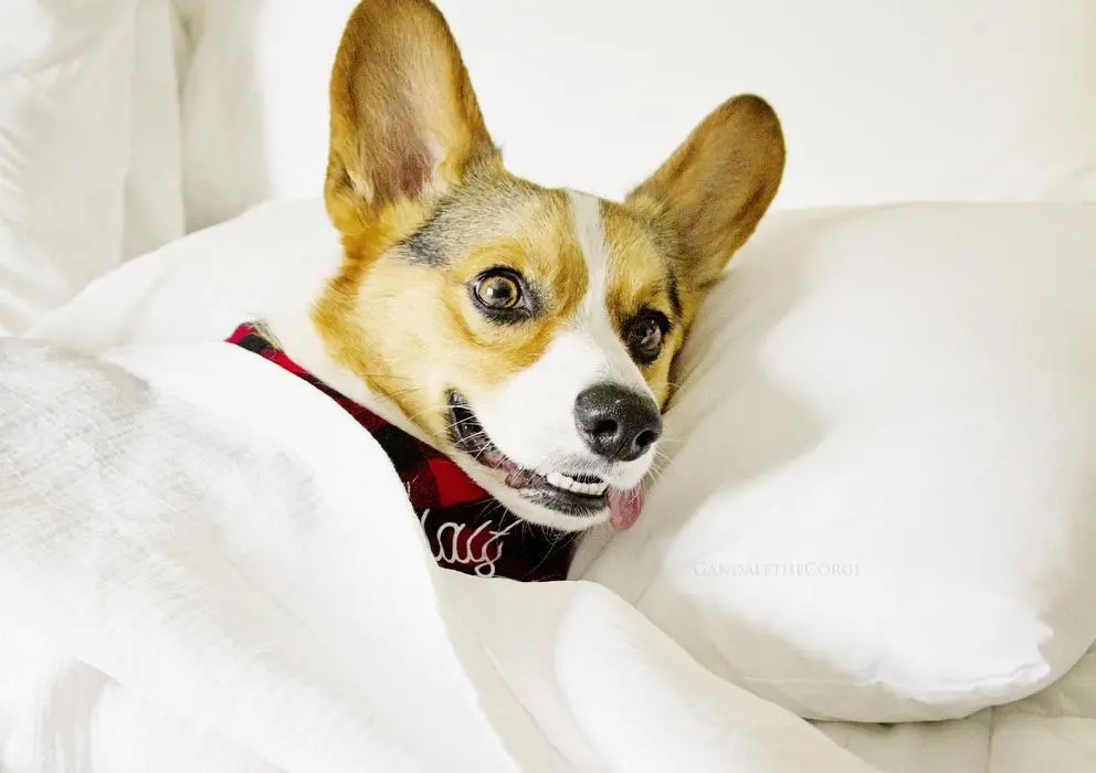 Thomas Yau ( gandalfthecorgi )