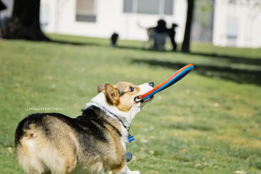 Thomas Yau ( gandalfthecorgi )