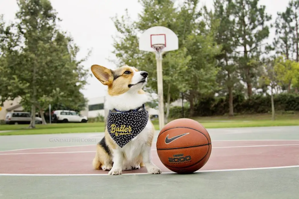 Thomas Yau ( gandalfthecorgi )