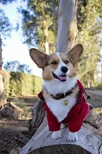 Thomas Yau ( gandalfthecorgi )