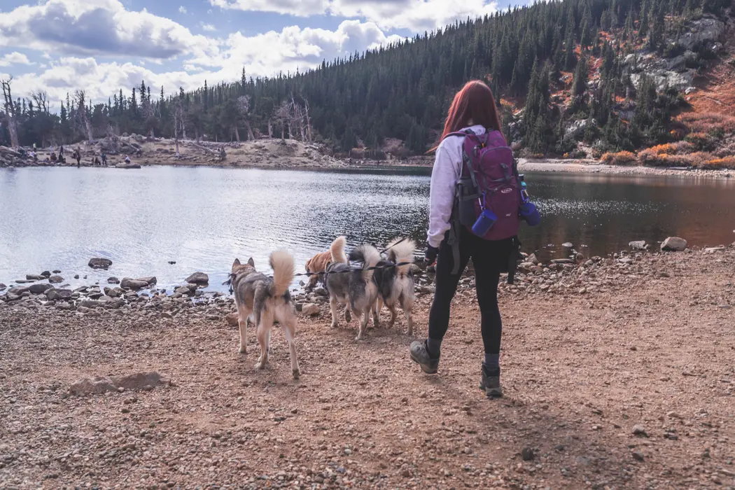 Lindsey Hutslar ( goldenagoutis )