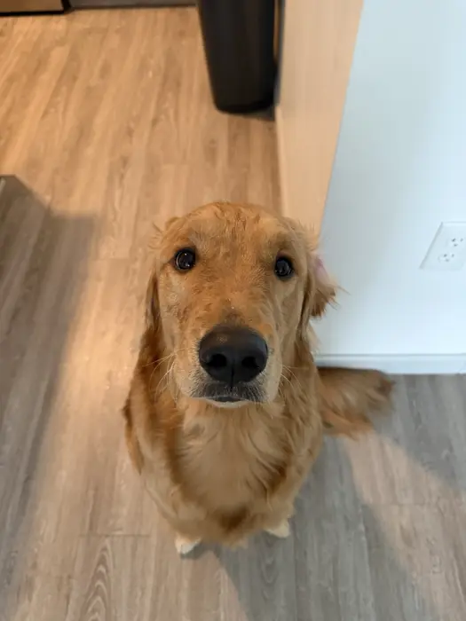 Noah Vogtli ( goldenboytheo )