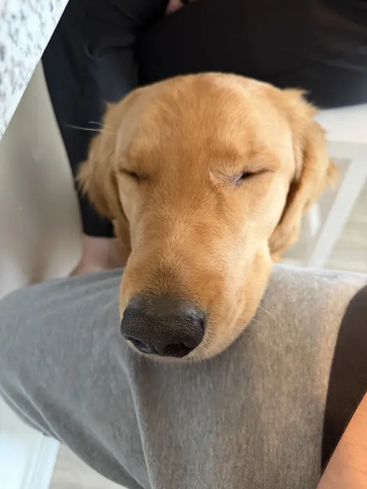 Noah Vogtli ( goldenboytheo )