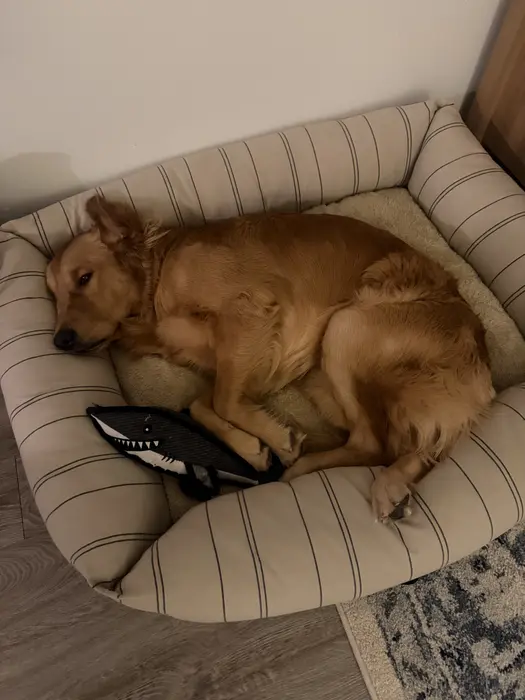 Noah Vogtli ( goldenboytheo )