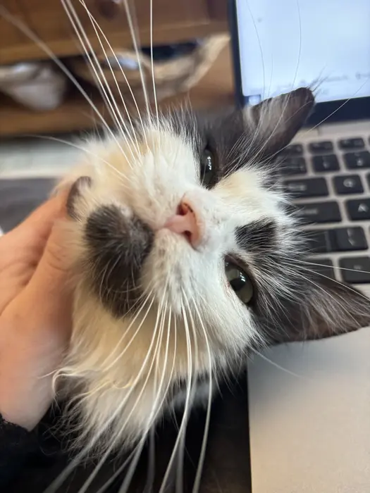 Hovehousecats ( hovehousecats )