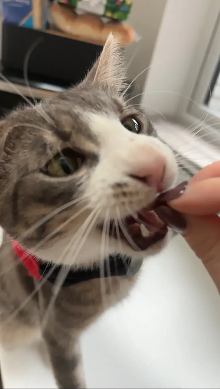 Hovehousecats ( hovehousecats )