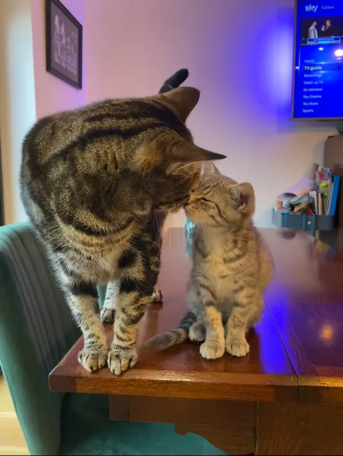 Hovehousecats ( hovehousecats )