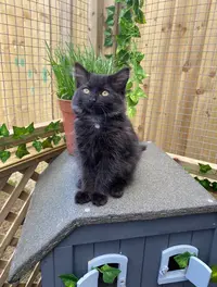 Hovehousecats ( hovehousecats )