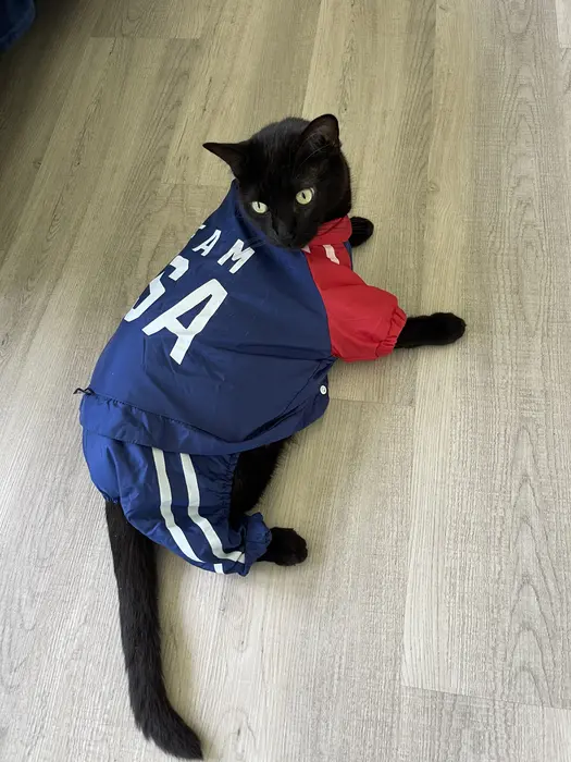 Jelly Bache ( jellytheblackcat )