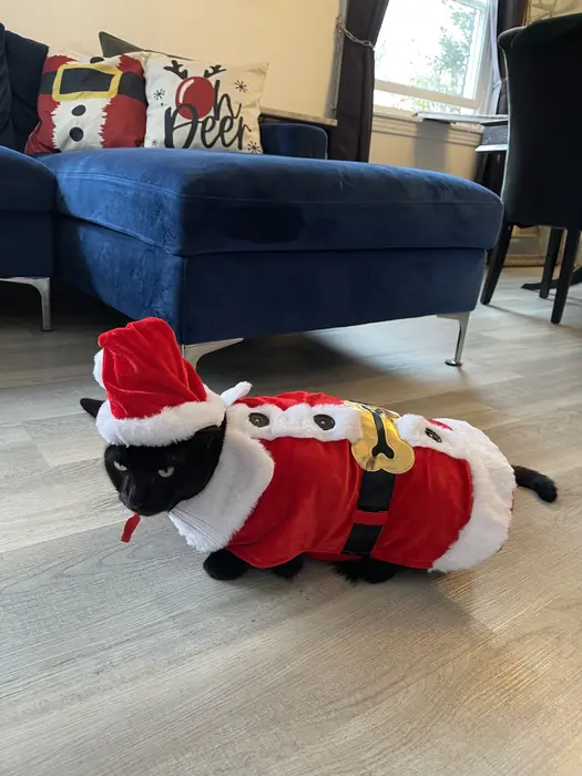 Jelly Bache ( jellytheblackcat )