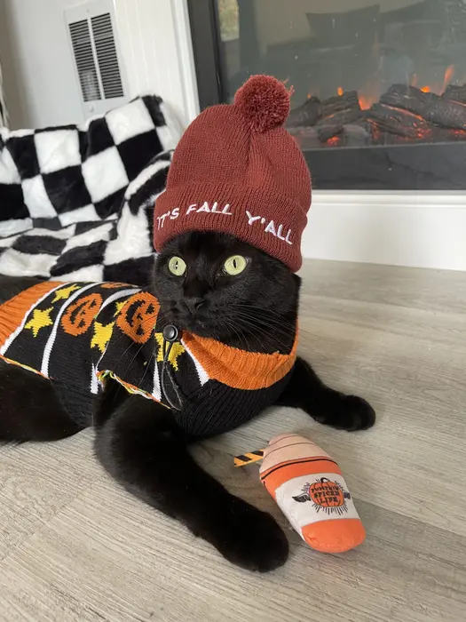Jelly Bache ( jellytheblackcat )