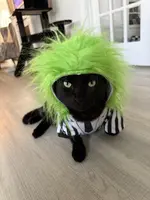 Jelly Bache ( jellytheblackcat )