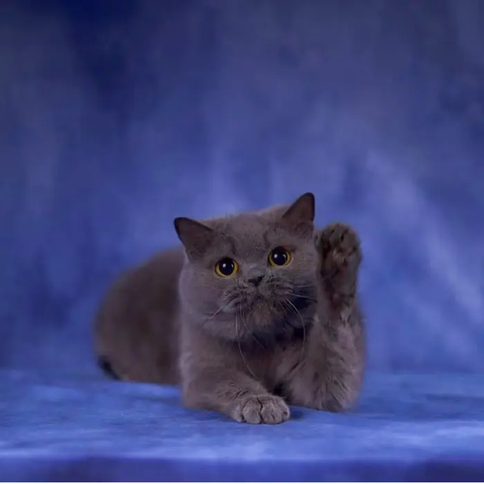 Cattery Ji Liang ( jiliangcattery )
