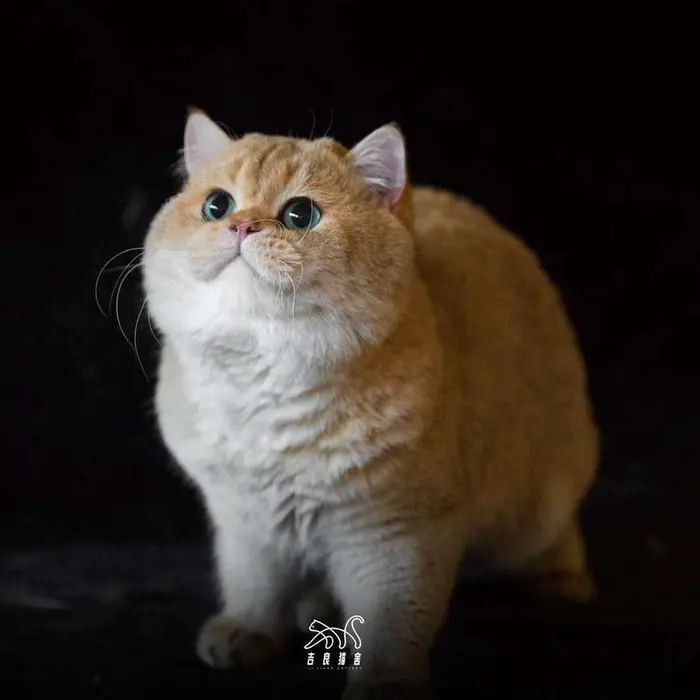 Cattery Ji Liang ( jiliangcattery )
