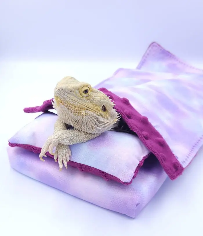 Kyla Symes ( lizzythespecialdragon )