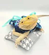 Kyla Symes ( lizzythespecialdragon )