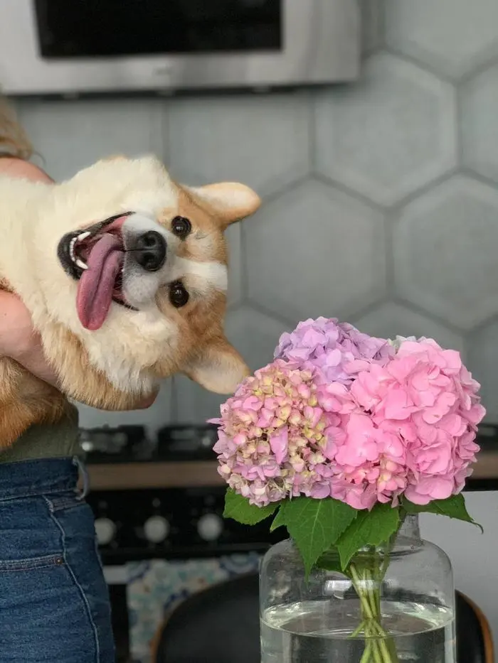 Loyd ( loydkingcorg )