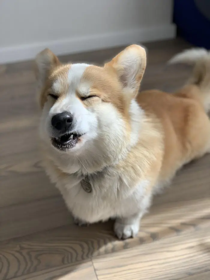 Loyd ( loydkingcorg )