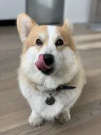 Loyd ( loydkingcorg )