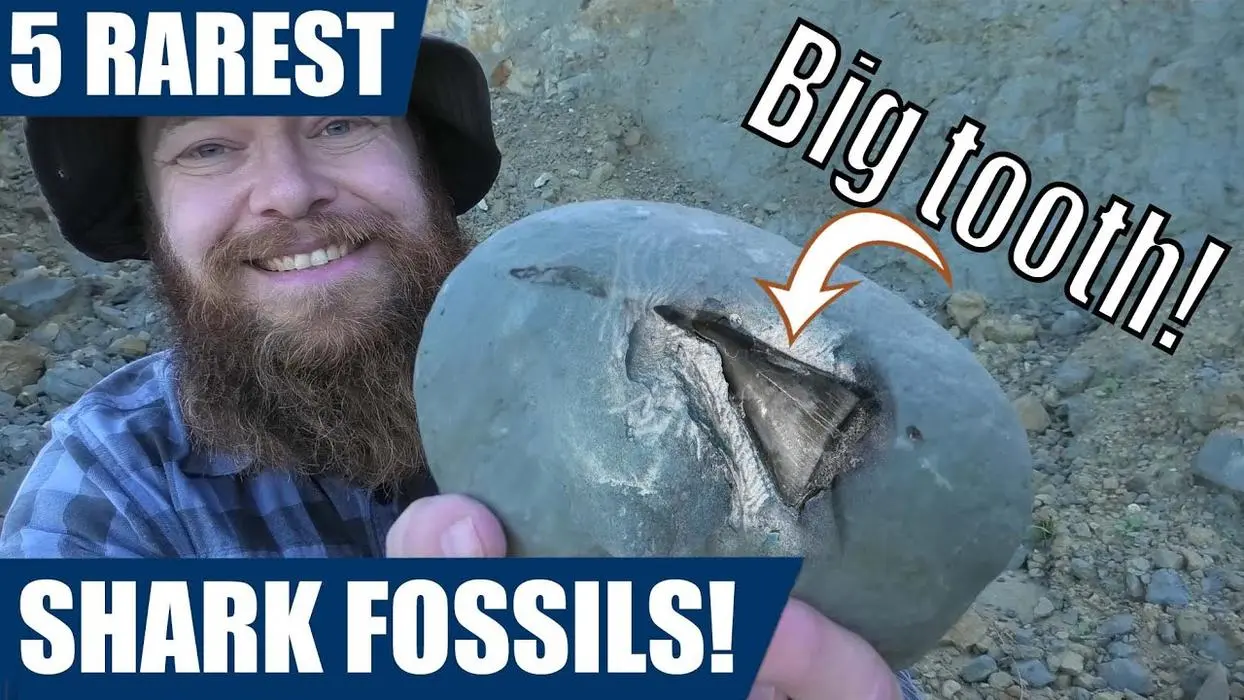 Mamlambo Fossils ( mamlambofossils )