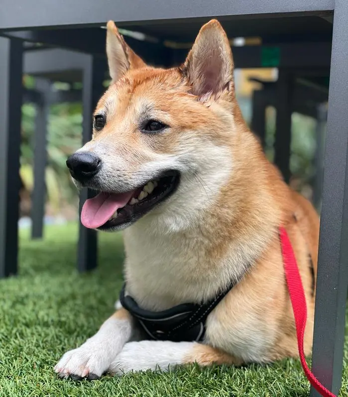 Milo Morrison ( milotheshiba )