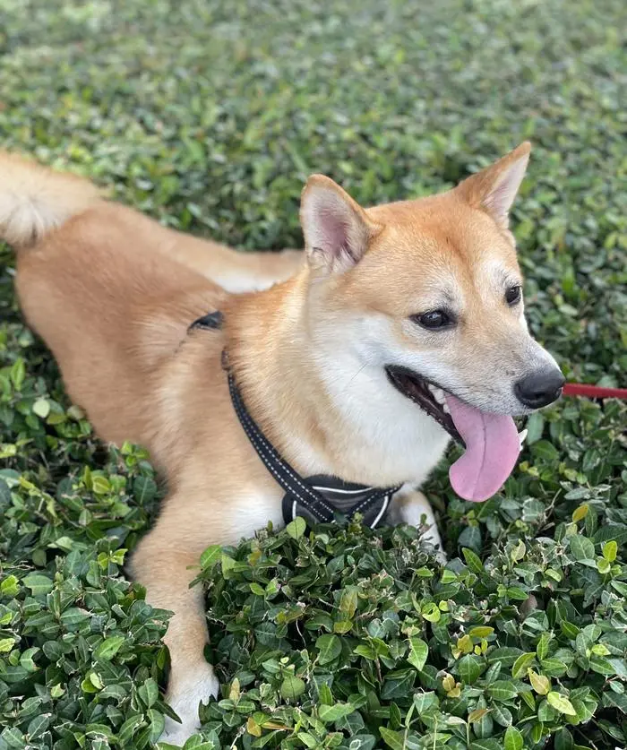 Milo Morrison ( milotheshiba )