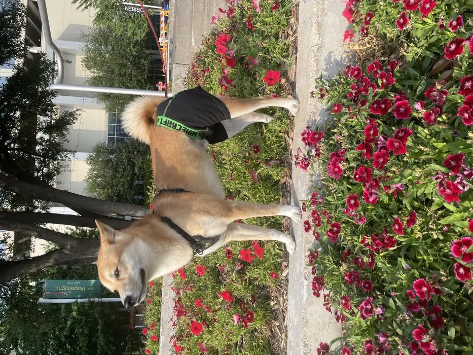 Milo Morrison ( milotheshiba )