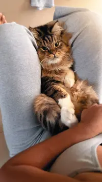 Mister Puss ( misterrpuss )