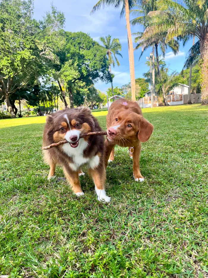 Mochi ( mochitheaussie )